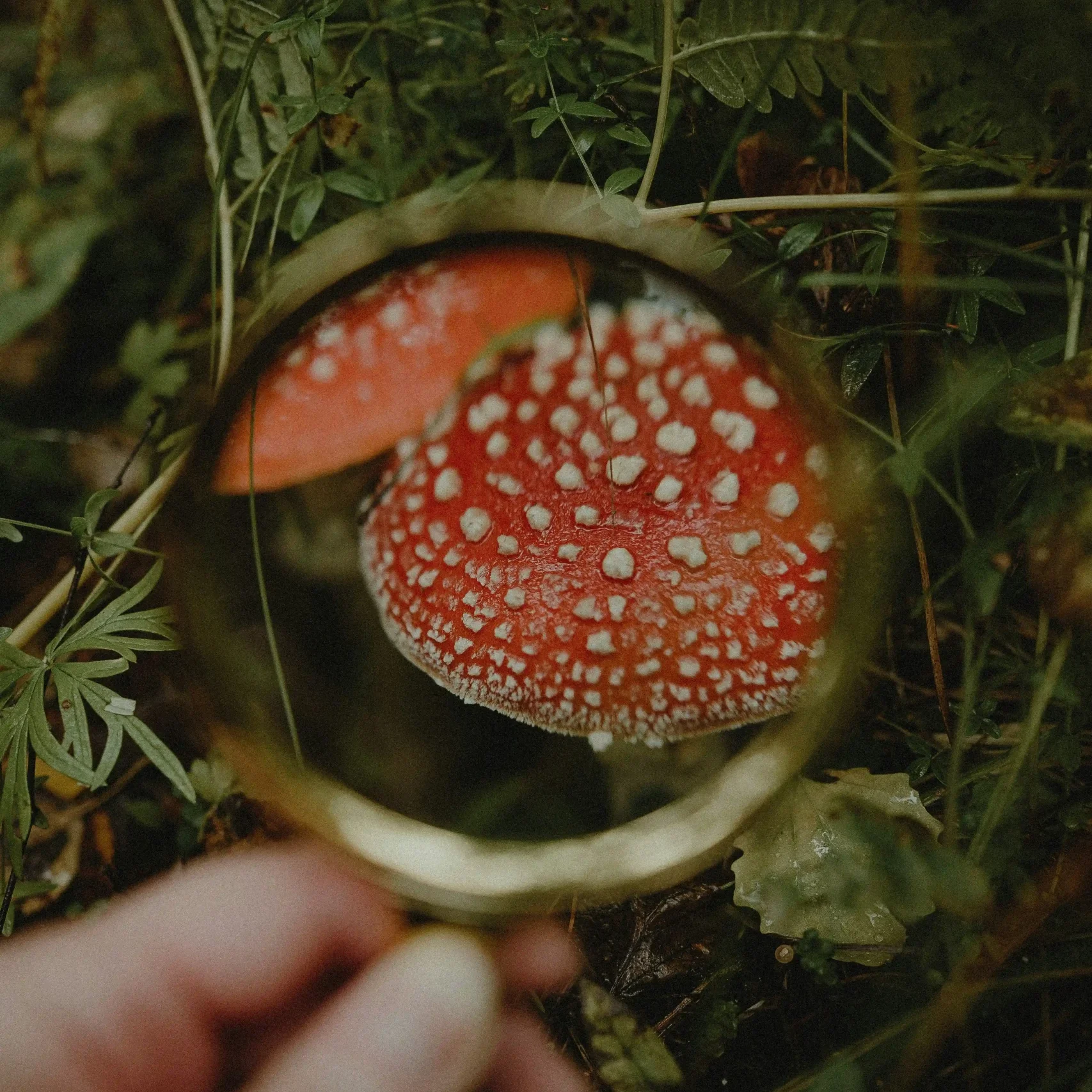A magnifying glass looking at a red mushroom with white spots.